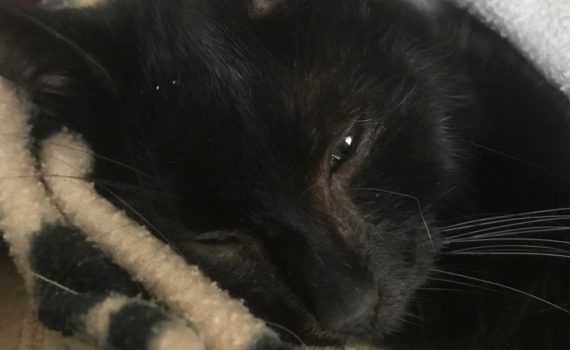 Schwarze Katze unter der Decke, den Kopf in den Nacken gelegt und schläfrig blickend.