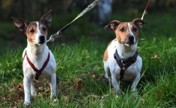 Zwei angeleinte braun-weiße Hunde stehen wachsam im Gras.