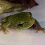 Kleiner grüner Frosch mit braunen Augen auf weißer Oberfläche bei Grünpflanzen.