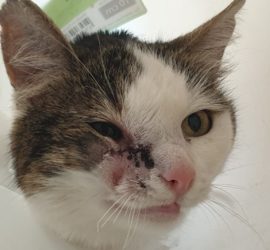 Katze mit Kegelkragen und geschwollener Nase schaut zur Seite.