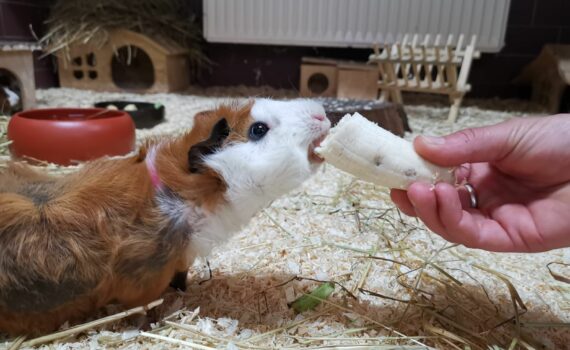 Meerschweinchen frisst ein Bananenstück von einer Person in einem mit Heu gefüllten Stall.