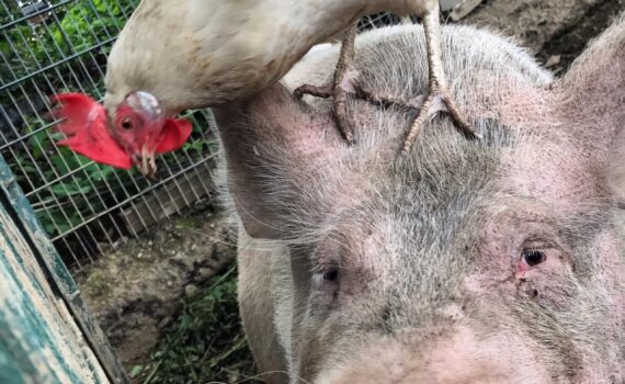 Weißes Huhn auf Schweinekopf in einem eingezäunten Außengehege.