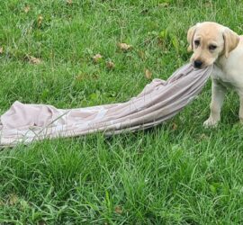 Gelber Labrador Welpe auf Gras zieht eine graue Decke mit Mund.