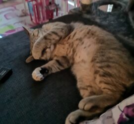 Getigerte Katze auf der Couch mit einer Pfote über dem Gesicht, ruhend oder schlafend.