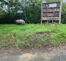 Ein Schwein weidet in der Nähe eines hölzernen Insektenhotels und eines Schildes im Tierheim Siegen.