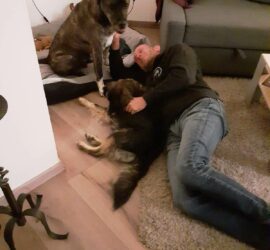 Person auf dem Boden, die zwei große Hunde auf einer Couch im Tierheim Siegen knuddelt.