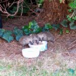 Zwei Igel fressen aus einer Schale unter einem Busch mit Efeu in der Nähe.