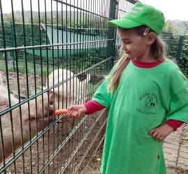 Ein Kind im grünen Hemd füttert ein Schwein durch den Zaun mit Karotten.