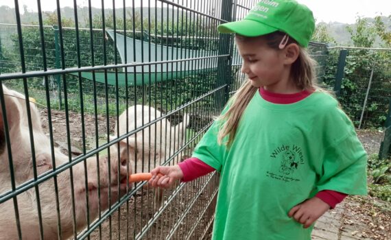 Ein Kind im grünen Hemd füttert ein Schwein durch den Zaun mit Karotten.