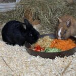 Zwei Kaninchen fressen Gemüse aus einer Schale im Stroh.