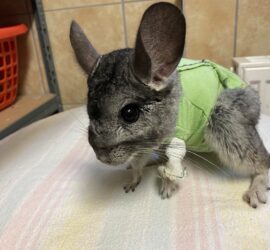 Chinchilla in grüner Weste mit bandagiertem Bein, gestreift.