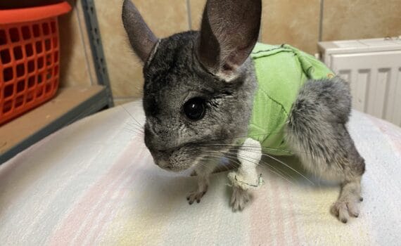 Chinchilla in grüner Weste mit bandagiertem Bein, gestreift.