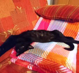 Schwarze Katze auf bunten Decken und einer roten Couch, die nach oben schaut.