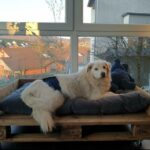 Großer weißer Hund ruht auf einem Kissen am sonnigen Fenster im Tierheim Siegen.