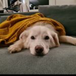 Weißer Hund auf grauer Couch mit gelber Decke, ruhig schauend.