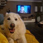 Flauschiger weißer Hund auf einer gelben Decke; dahinter ein Fernseher und das Gesicht eines Mannes.