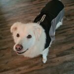 Weißer Hund in schwarz-grauer Jacke auf Holzboden, der nach oben schaut.