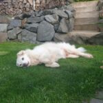 Weißer Hund, der auf grünem Gras an einer Steintreppe im Tierheim Siegen ruht.