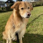 Goldbrauner Hund im Gras in der Sonne, angeschirrt, Tierheim Siegen.