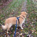 Hellbrauner Hund an blauer Leine steht auf einem belaubten Waldweg.