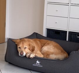 Golden Retriever schläft in einem grauen Bett auf weißem Kachelboden.