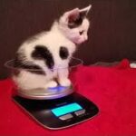 Schwarz-weißes Kätzchen in einer Schale auf einer Waage, darunter eine rote Decke.