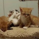 Vier Kätzchen ruhen sich aus und spielen auf einem beigen Kratzbaum im Haus.