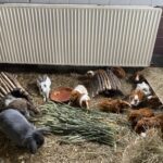 Meerschweinchen und Kaninchen fressen Heu im Tierheim Siegen.