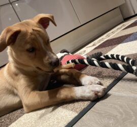 Brauner Welpe spielt mit schwarz-weißem Seilspielzeug auf dem Küchenboden.