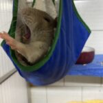 Ratte gähnt in einer blauen Hängematte in ihrem Käfig im Tierheim Siegen.