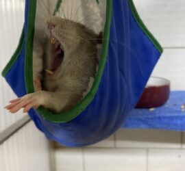 Ratte gähnt in einer blauen Hängematte in ihrem Gehege im Tierheim Siegen.