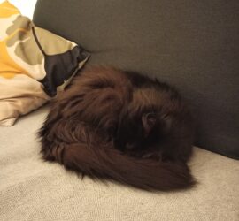Flauschige schwarze Katze schläft auf einem hellen Sofa in der Nähe von Kissen.