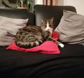 Getigerte Katze auf rotem Kissen, schwarzes Sofa, graue Kissen-Wohnzimmer.