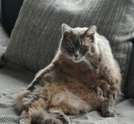 Eine flauschige graue Katze sitzt auf der Couch und stützt sich auf die Kissen.