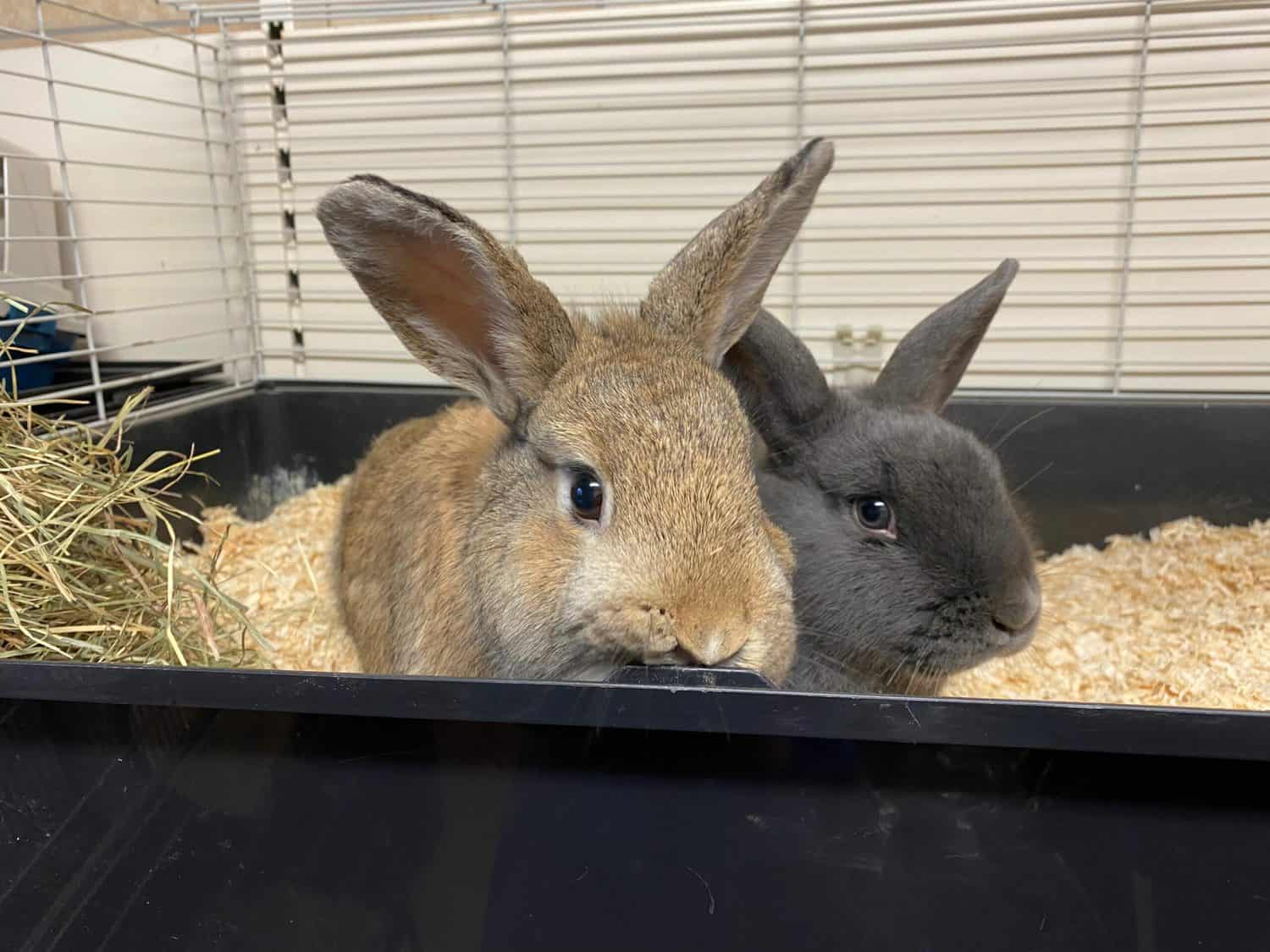 Zu verschenken! Tierheim Siegen