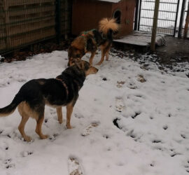 Zwei Hunde im Schnee bei einem Zaun und einer Hundehütte im Tierheim Siegen.