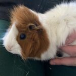 Person, die ein braun-weißes Meerschweinchen auf dem Schoß hält.