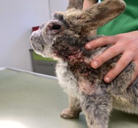 Eine Person hält ein Kaninchen mit Fellverlust und Hautwunden im Gesicht.