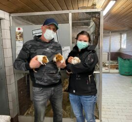 Maskierte Menschen halten Meerschweinchen im Tierheim Siegen.