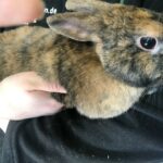 Braunes und schwarzes Kaninchen, sanft in den Armen gehalten, seitliche Nahaufnahme.