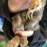 Person im Tierheim Siegen, die eine Katze mit überwucherten Krallen hält.