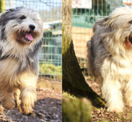 Zwei flauschige Hunde mit zotteligem Fell laufen draußen im Tierheim Siegen.
