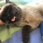 Siamkatze mit bandagiertem Bein, Zunge herausgestreckt, wird gestreichelt.