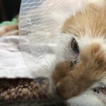 Orange-weiße Katze mit Zapfen, tränendem Auge, Tränenflecken.