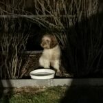 Ein Hund mit lockigem Haar sitzt nachts am Wassernapf im Gebüsch.