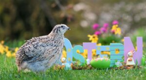 Tag der offenen Tür - 1. Sonntag im April @ Tierheim Siegen | Siegen | Nordrhein-Westfalen | Deutschland
