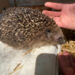 Igel mit Stachelfell in der Nähe der Hände auf weißer Fläche, Stroh in der Nähe.