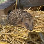 Igel auf Stroh in sonnenbeschienenem Gehege, Tierheim Siegen.