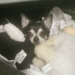 Schwarz-weißer Hund, der mit zwei Stofftieren im Bett kuschelt.