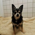 Schwarzer und hellbrauner Chihuahua auf beiger Decke, dahinter gekachelte Wand.